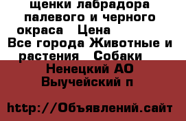 щенки лабрадора палевого и черного окраса › Цена ­ 30 000 - Все города Животные и растения » Собаки   . Ненецкий АО,Выучейский п.